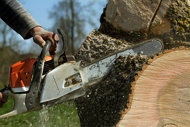 Best Root Management and Removal  in Happy Valley, CA